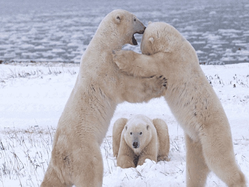 子宫纵膈手术费用（试管成功几个胚胎）